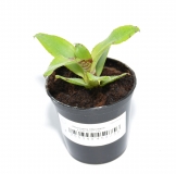 Neoregelia lilliputiana