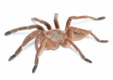 Chilobrachys brevipes l