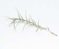 Tillandsia abdita