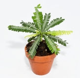 Biophytum zenkeri