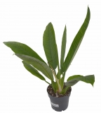 Philodendron campii