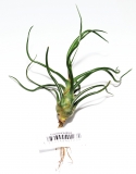 Tillandsia bulbosa
