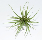 Tillandsia multiflora