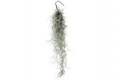 Tillandsia usneoides