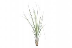 Tillandsia juncea
