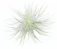 Tillandsia magnusiana