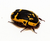 Pachnoda aemula