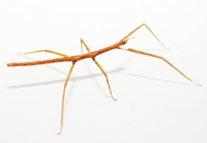Medauroidea extradentata