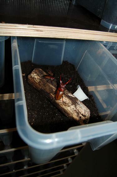 Prosopocoilus astacoides Paar in Zuchtbox